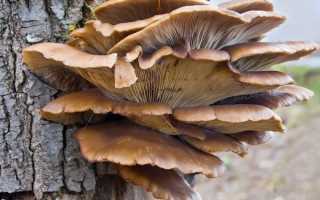 Грибы муэр – нежный секрет восточной кухни - грибы собираем