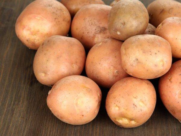 Один из лучших ранних сортов картофеля импала