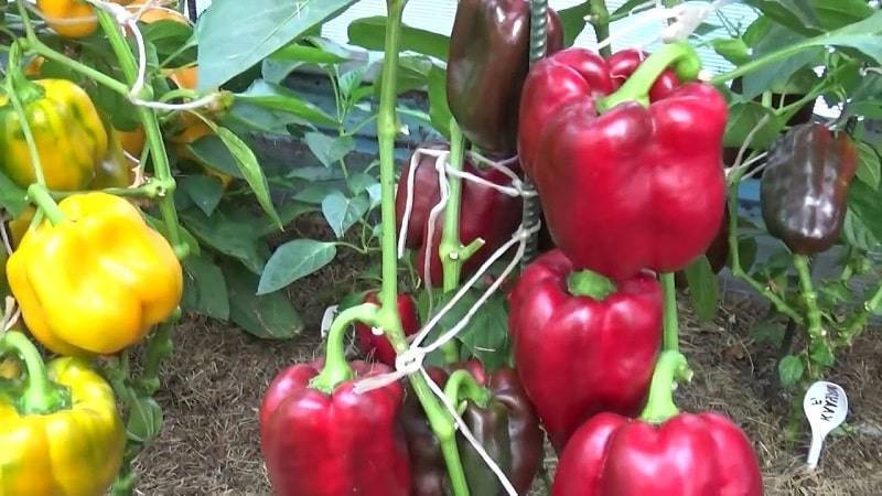 Выращивание перцев в парнике: особенности посадки, режим полива, проблемы при выращивании (110 фото и видео)