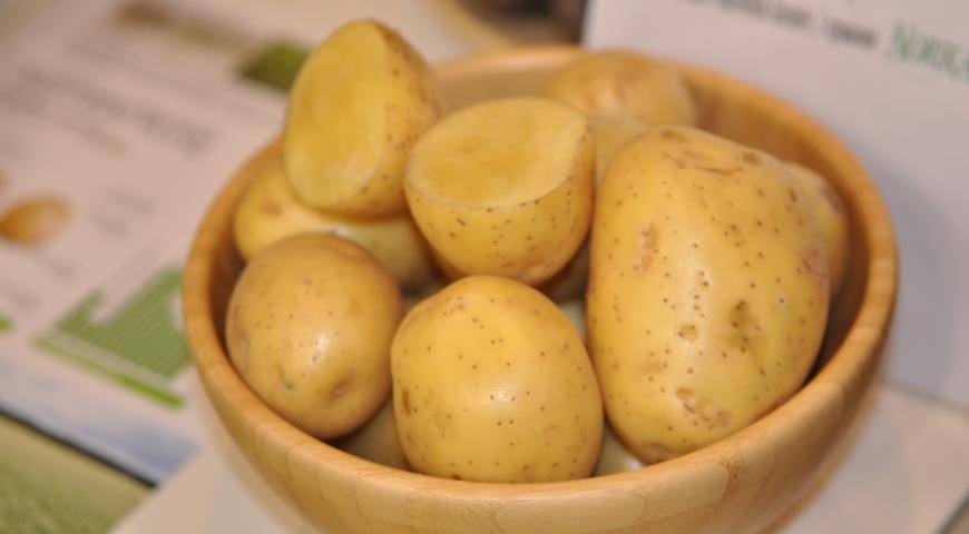 Описание картофеля гала — урожайность, сроки уборки