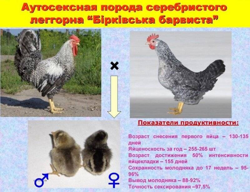 Курица Барковская Фото Описание