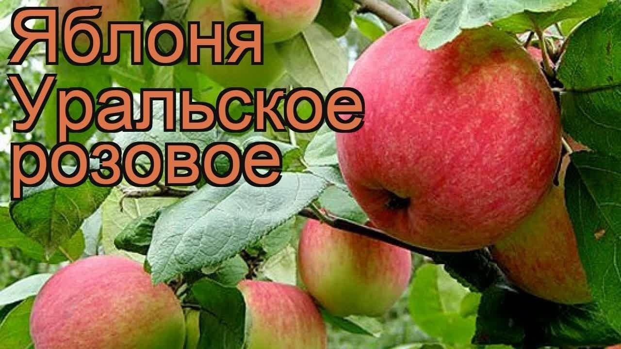 Описание сорта яблони краса свердловска: фото яблок, важные характеристики, урожайность с дерева