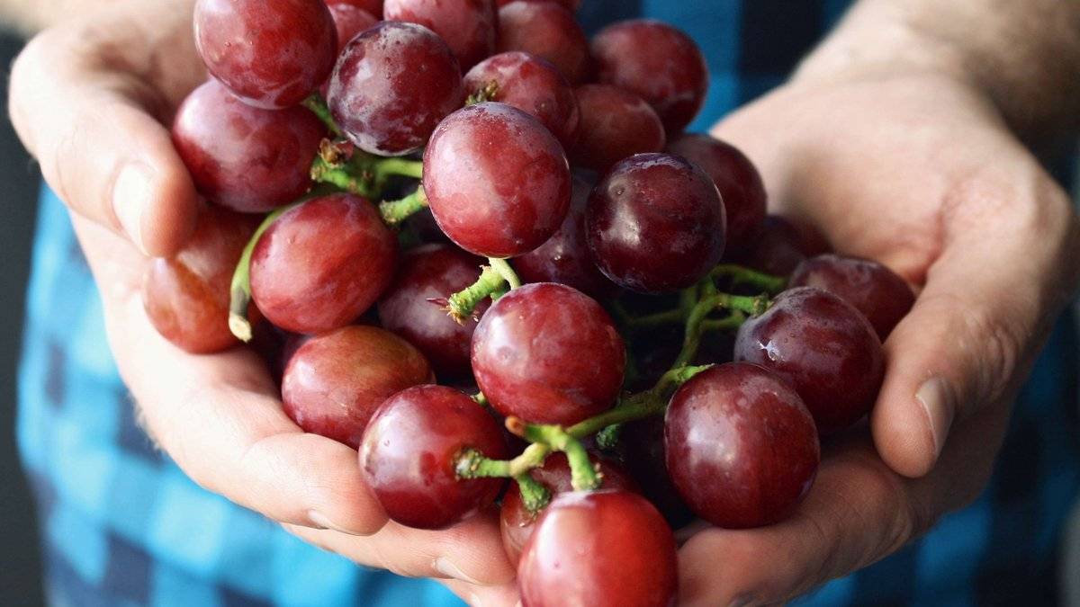 Виноград - польза и вред для организма человека, калорийность ягод