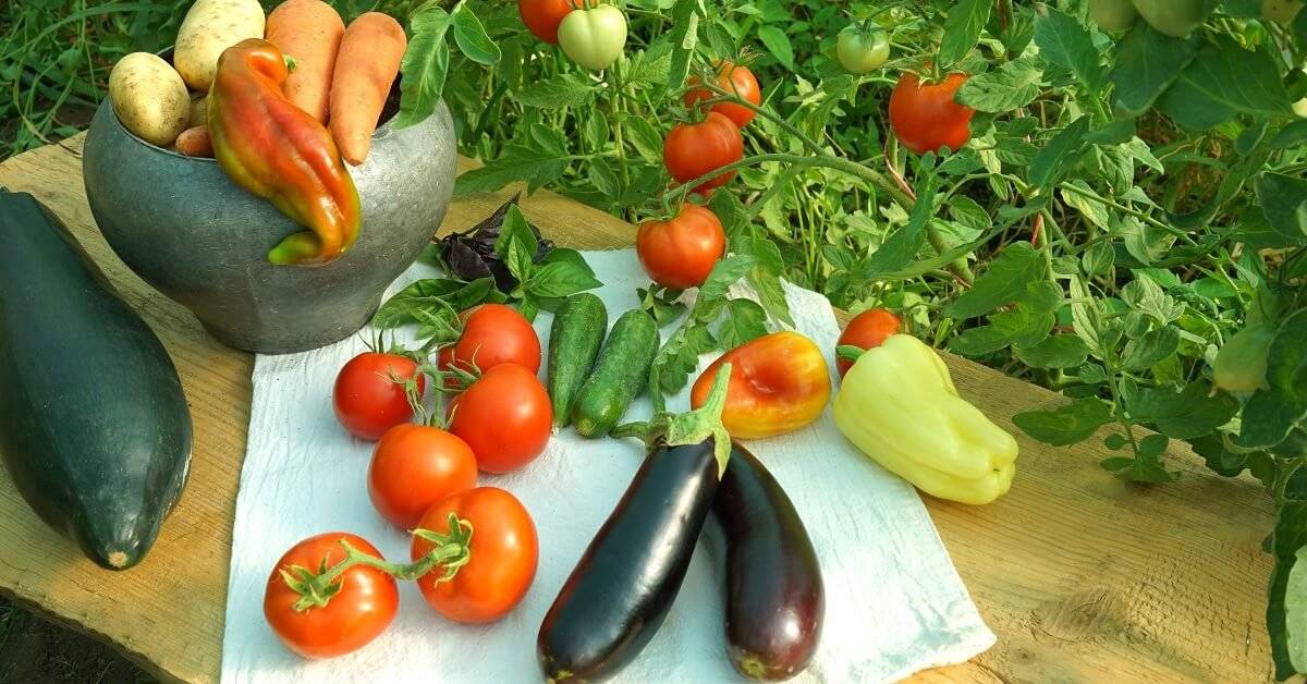 28 способов ускорить созревание томатов, перца, баклажанов и других овощей