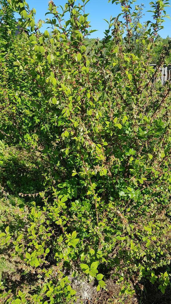 Вишня сохнет: что делать, как спасать? причины засыхания листьев и веток вишни: помочь погибающему косточковому дереву