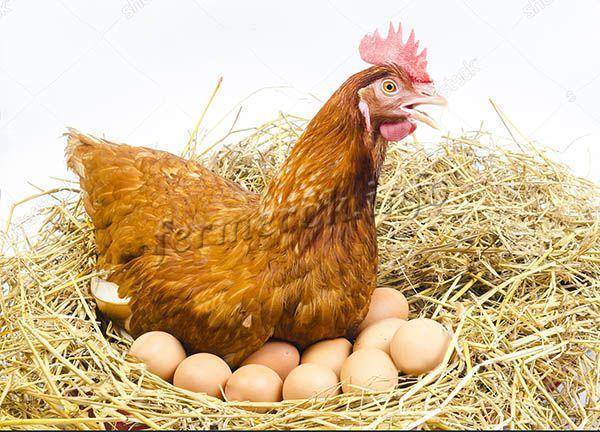 Какие куры несут самые крупные яйца, породы, достоинства и недостатки