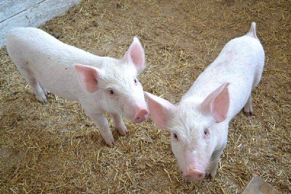 Спаривание свиней в домашних условиях: советы для начинающих с видео
