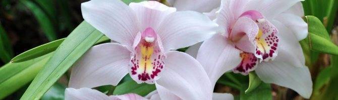 Фаленопсис розовый: описание и фото сортов и гибридов, а также бывают ли в природе орхидеи лососевого цвета? русский фермер