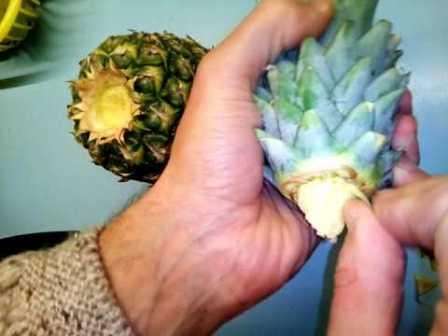 Выращивания ананаса из верхушки плода – пошаговая инструкция
