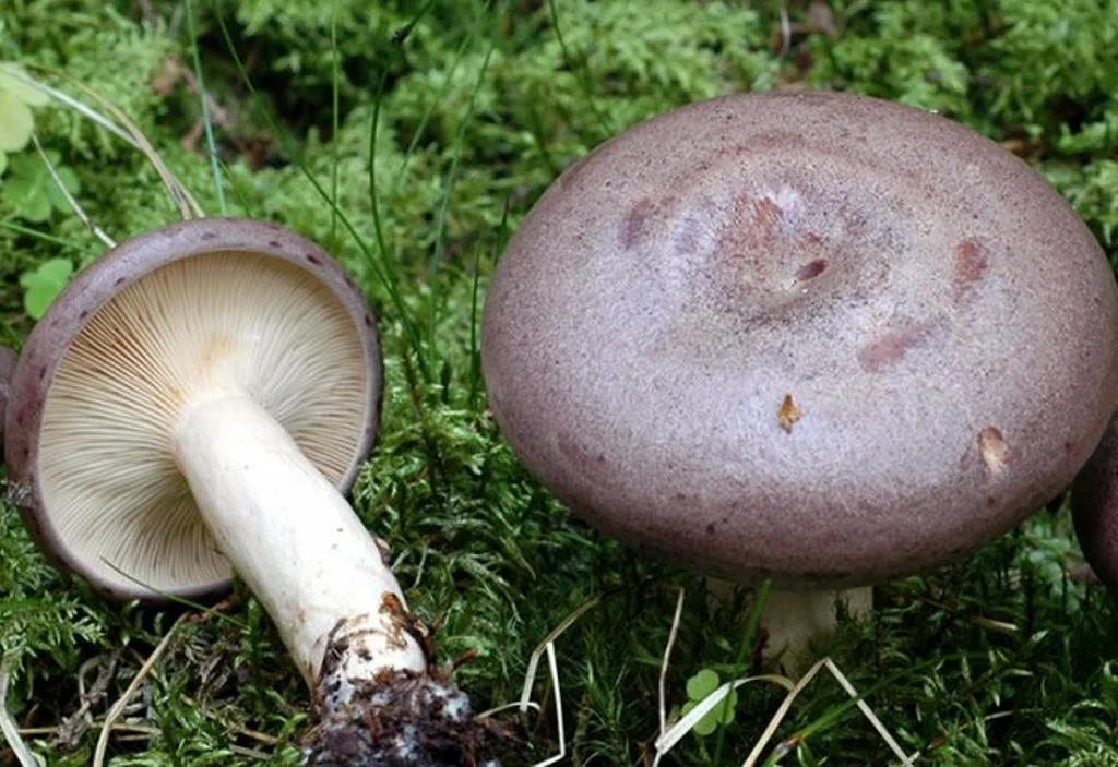 Как собирать грибы – советы для начинающих грибников | megapoisk.com
