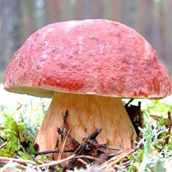 Белые грибы в домашних условиях — условия содержания и основы выращивания для начинающих (130 фото)