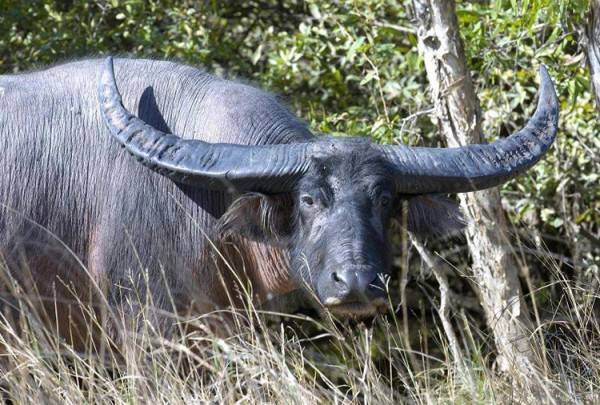 Азиатский буйвол: как выглядит, где живет, что ест