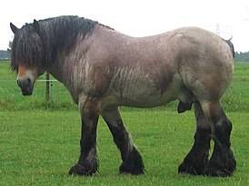 Описание лошадей породы брабансон - мыдачники