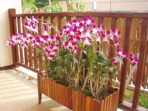 Семена орхидеи из китая - что выросло, фото, как сажать