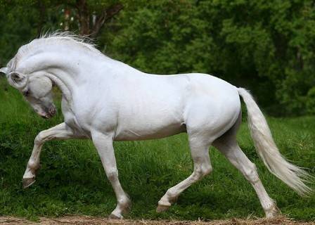 Андалузская лошадь — история породы, образ жизни и особенности разведения