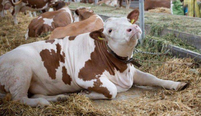 Почему корова не жует жвачку и не ест? что делать?