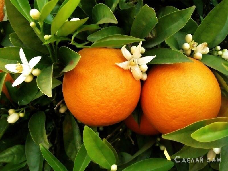 Как вырастить апельсин из косточки в домашних условиях (уход и пересадка)
