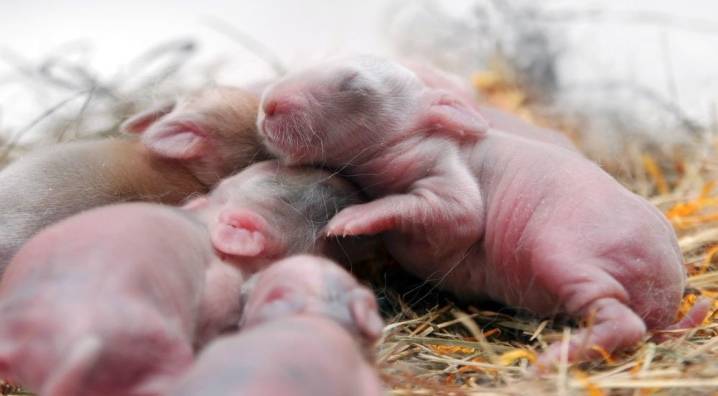 Новорожденные кролики: кормление, содержание, уход