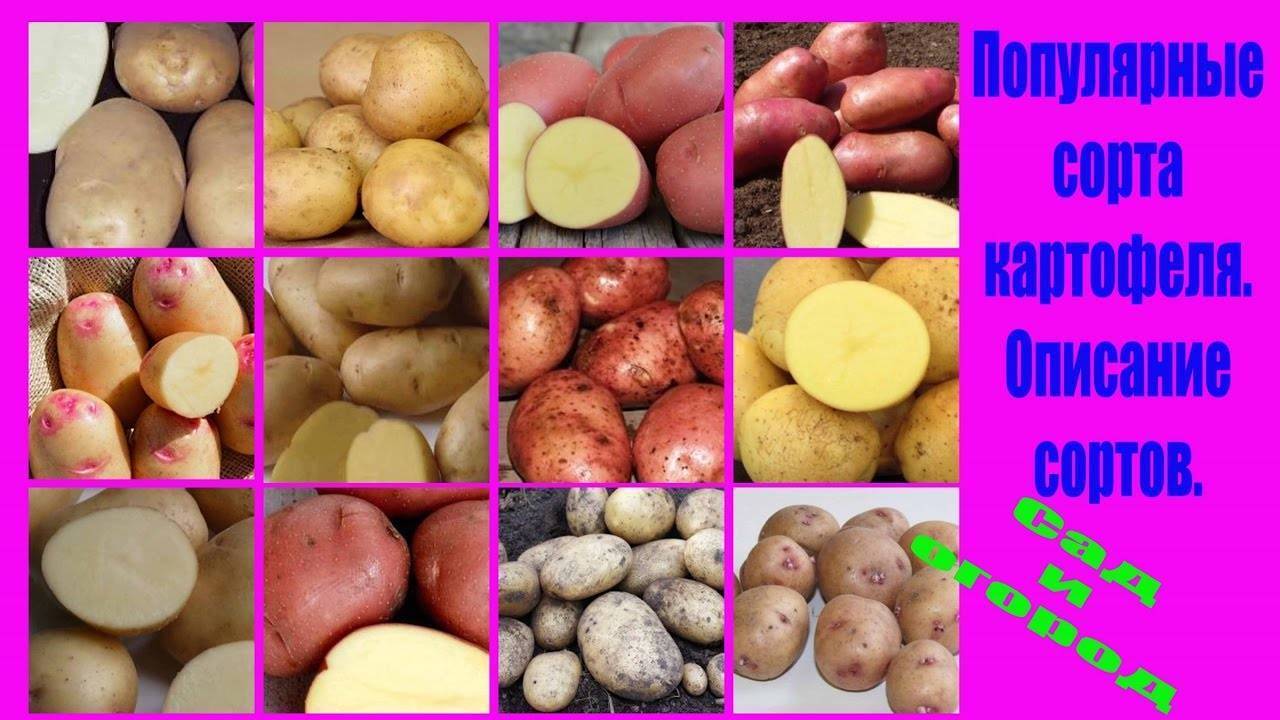 Описание сорта картофеля уладар — особенности выращивания