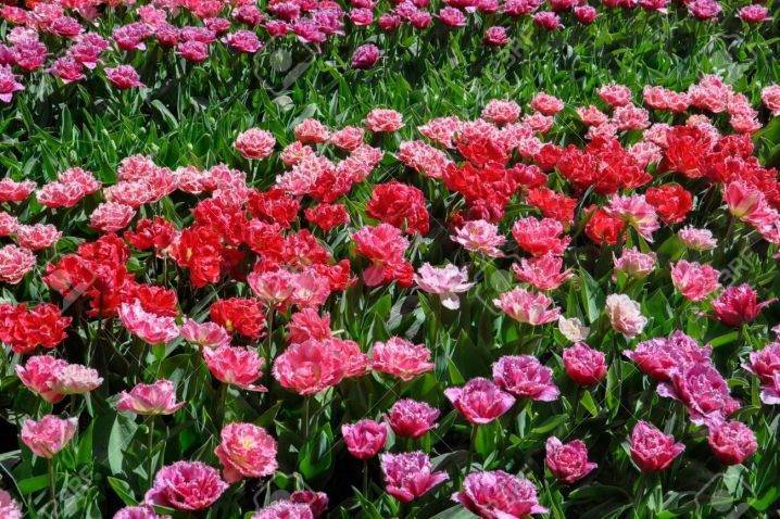 Бахромчатые тюльпаны (29 фото): описание махровых тюльпанов «вайя кон диос» и «дайтона», «канаста» и других сортов цветов