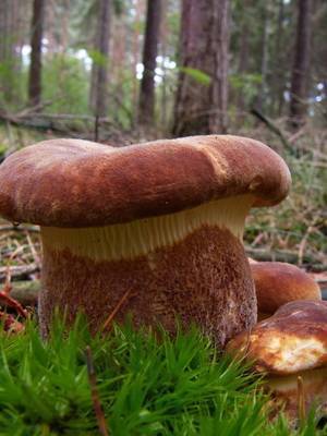 Свинушки – самые спорные грибы русского леса