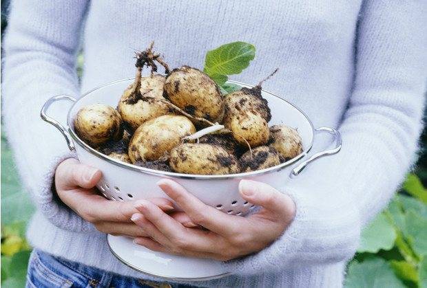 Картофель "лабелла": характеристики сорта, описание, фото картошки и советы русский фермер