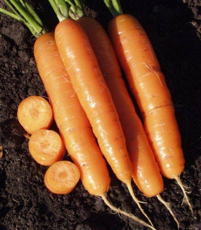 Сколько весит морковь среднего размера - лучший огород
