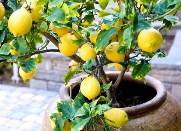 Как ухаживать за лимоном в домашних условиях и выращивание комнатного лимона дома в горшке, уход и размножение лимонного дерева