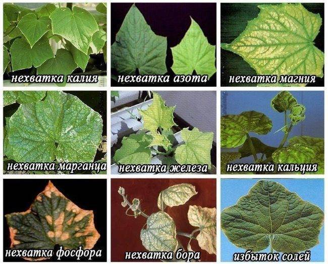 Белеют листья у огурцов: причины, лечение и профилактика