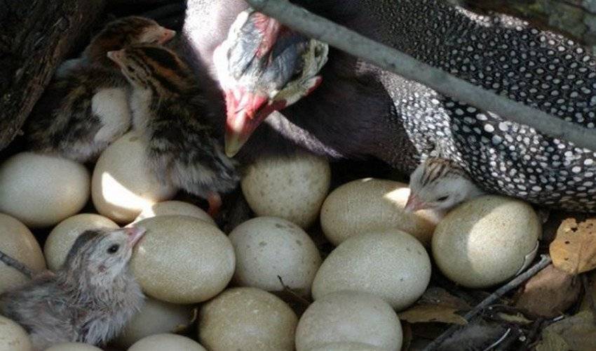 Яйца цесарки: описание, как выглядят, польза и вред - сельская жизнь