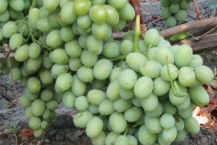 Сорта винограда для выращивания в беларуси