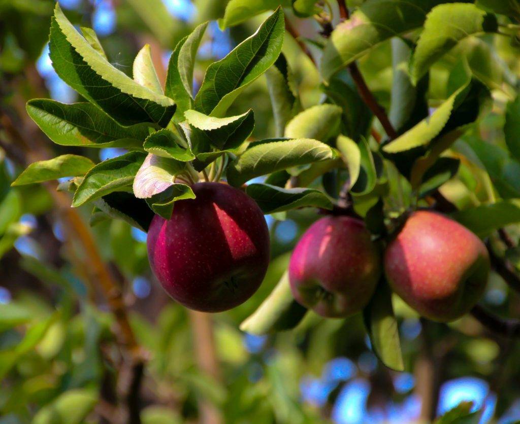 Сорт яблок керр (китайка) описание, фото, отзывы