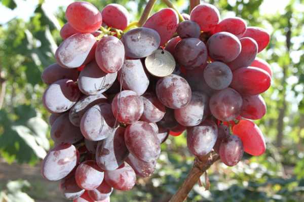 Сорт винограда подарок запорожью: фото, отзывы, описание, характеристики.
