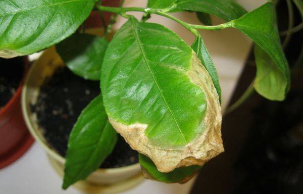 Причины пожелтения листвы лимона