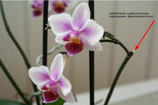 Орхидея отцвела, что делать со стрелкой? 19 фото как обрезать орхидею после того, как оно отцветает? уход за орхидеей в период покоя в домашних условиях