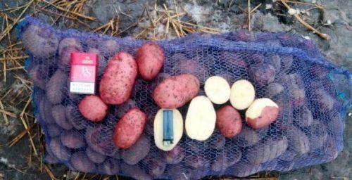 ✅ манифест: описание семенного сорта картофеля, характеристики, посадка - tehnomir32.ru