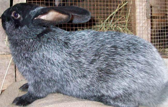 Кролики полтавское серебро: описание, характеристика