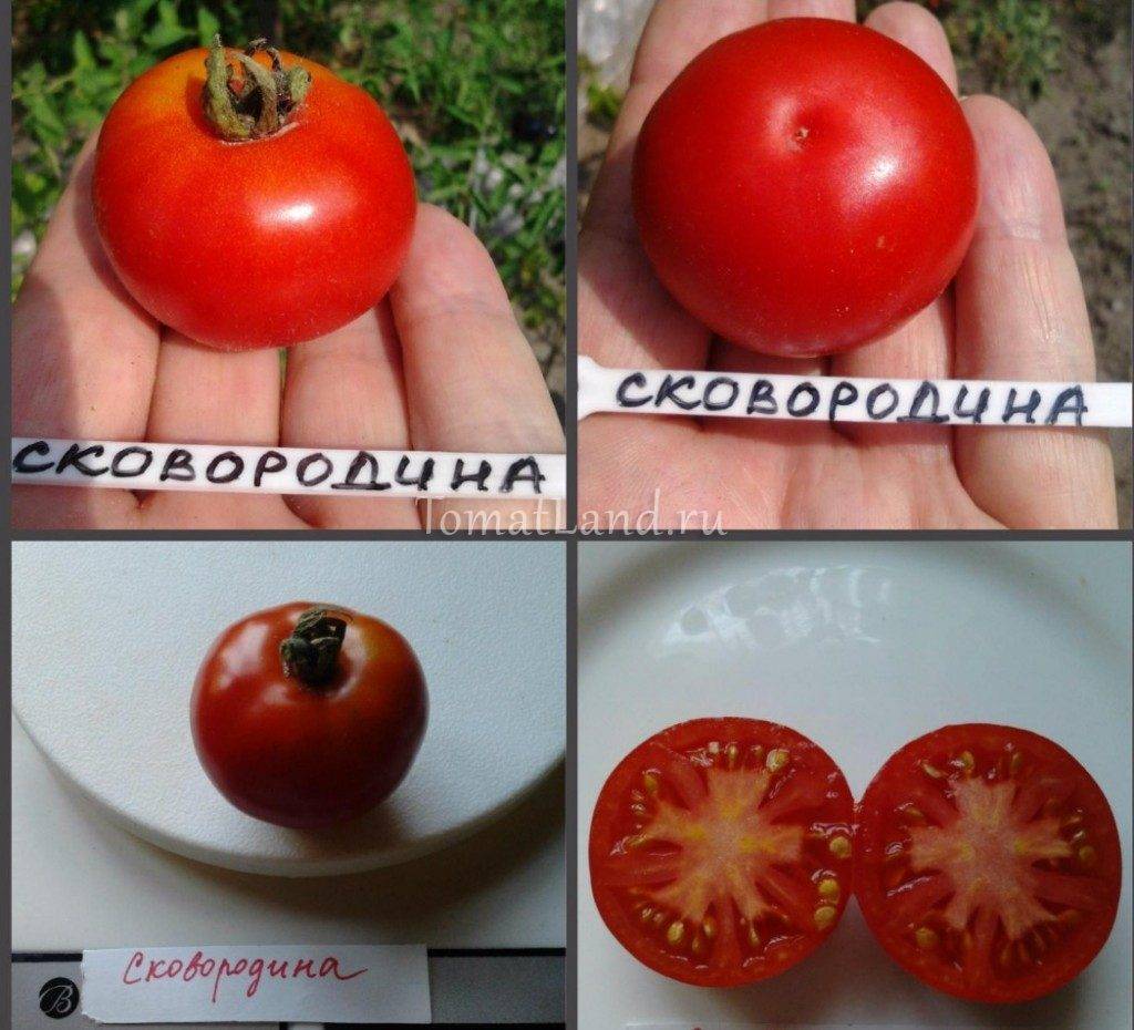 Характеристика томатов сорта Снегирь