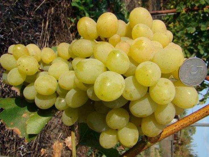Какие особенности у сорта винограда супер экстра?