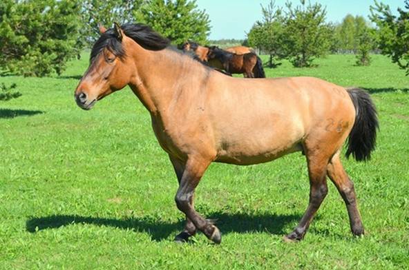 Башкирская порода лошадей. фото и описание