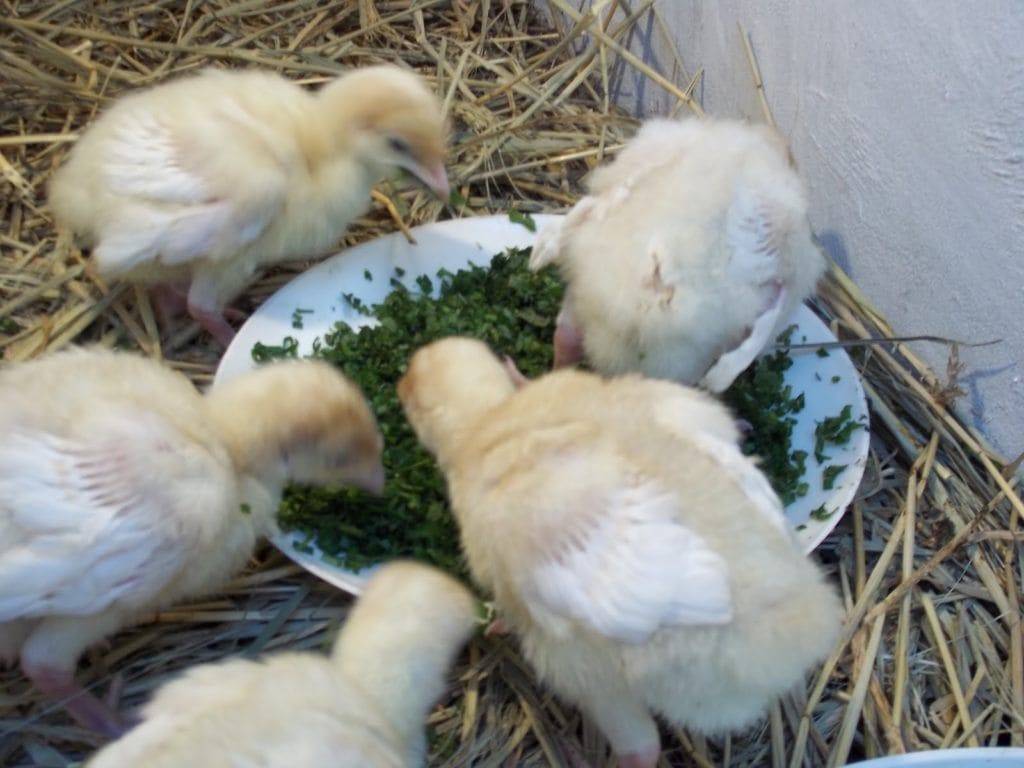 Чем кормить цыплят в первые дни жизни: нормы и рацион питания в домашних условиях