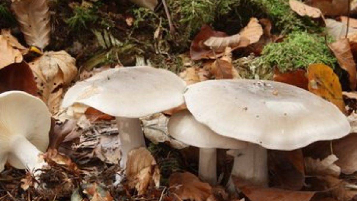 Съедобные и несъедобные грибы: 16 видов с описанием и фото