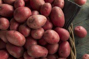Картофель «романо»: характеристика, агротехника выращивания