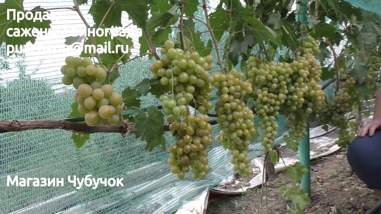 Сорт винограда хамелеон фото и описание