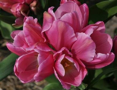 Сорта и особенности выращивания розовых тюльпанов
