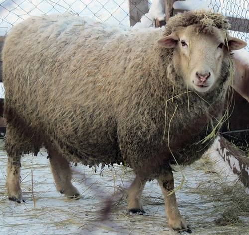 Описание пород курдючных овец — фото