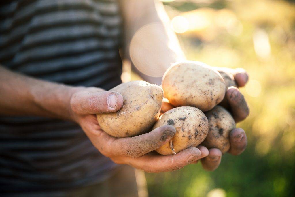 Поздние сорта картофеля, устойчивые к засухе: описание и особенности выращивания