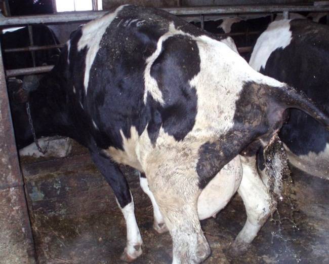 Эндометрит у коров: причины, симптомы и лечение