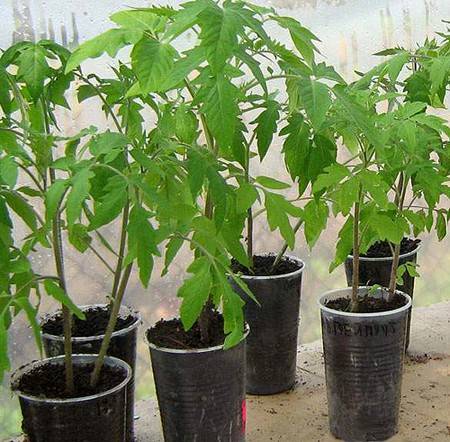 Выращивание томатов на двух корнях