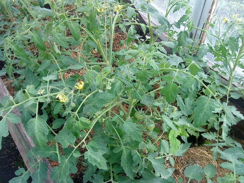 Выращивание и уход за томатом «лабрадор»